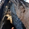 Sequoia
